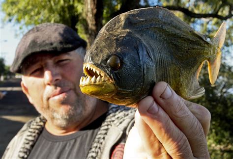 PALOMETAS Conheça espécie de piranha presente no Rio do Sinos que traz