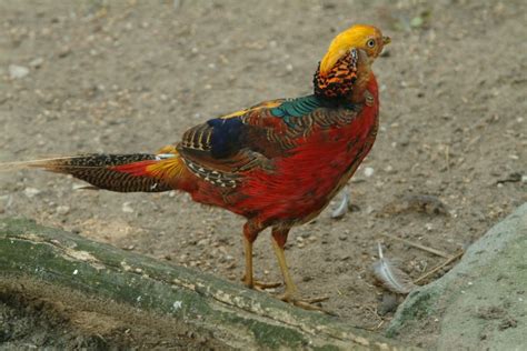 Фазан: 90 фото, особенности и виды размножения птицы в домашних условиях