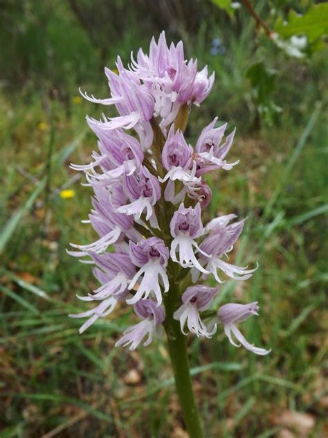Wild Nature Of The Cantabrian Mountains Spain A New Location Of The Orchis Italica Naked Man