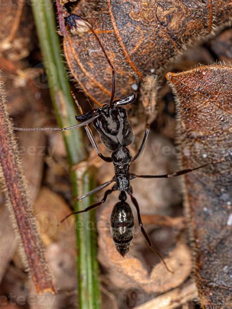 Adult Trap Jaw Ant 3775238 Stock Photo At Vecteezy