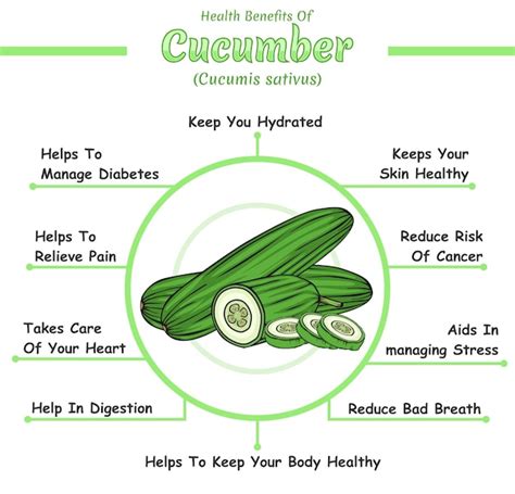 Premium Vector Health Benefits Of Cucumber