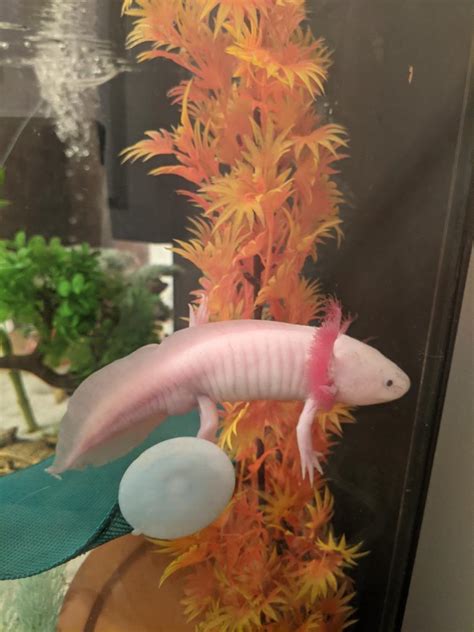 What Sex Is My Axolotl R Axolotls