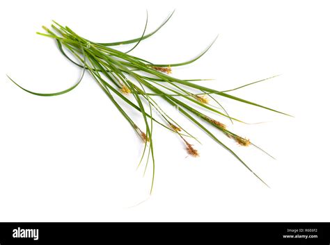 Carex Humilis Also Known As Dwarf Sedge Isolated On White Background