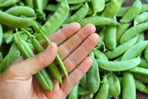 How To Freeze Fresh Sugar Snap Peas And Snow Peas • A Traditional Life