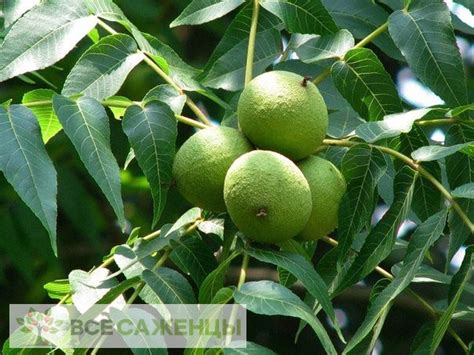 Цена на Грецкий орех Черный - купить саженцы