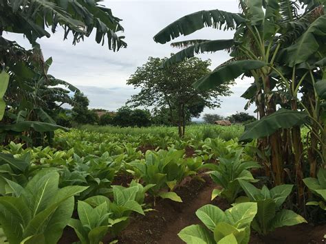 Debatt: Fritt fram att marknadsföra tobak till barn och unga | A Non