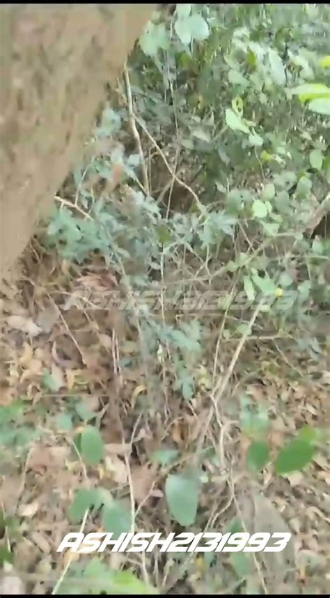 Indian Village Xxx Girl Pussy Fucking In Jungle Viral Sex 2025 4 21