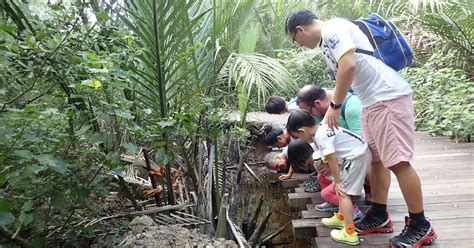 Adventures With The Naked Hermit Crabs Feb Sat Free Guided Walk At Chek Jawa Boardwalk