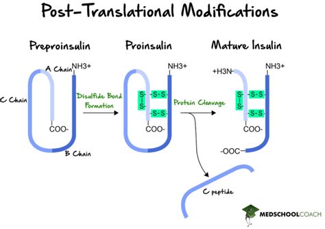 Post Translational Modification Of Proteins Mcat Biology Medschoolcoach