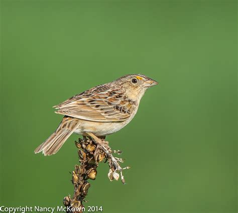 GrasshopperS NMcKown | Welcome to NancyBirdPhotography.com