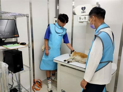 犬貓絕育補助310開跑 嘉市府籲飼主快申請一起寵愛毛小孩 蕃新聞