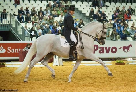 Campe N De La Copa Ancce De Doma Cl Sica Nivel San Jorge Es De La Kur