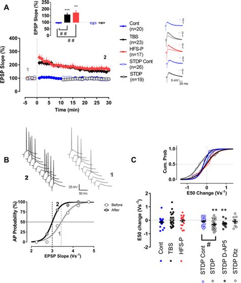 Dissociation Between Synaptic And Excitability Plasticity In Mature