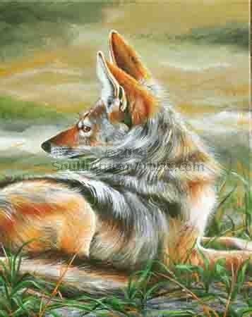 Black-Backed Jackal in the Riverbed