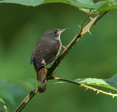 🦅Wild New York🦉 on Twitter: "Fun day yesterday in Van Cortlandt— really