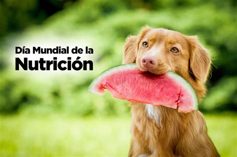 Consejos Para Alimentar A Tu Perro De Forma Natural Y Saludable Resican