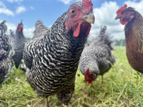 Red Oak Acres | Verndale MN