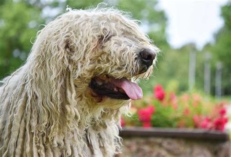 large dog breeds  long hair patchpuppycom