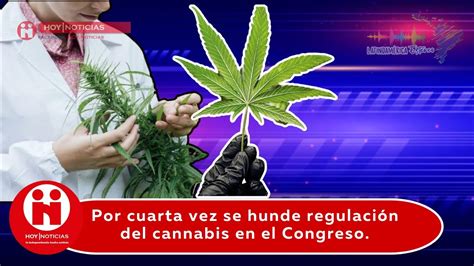 Por Cuarta Vez Se Hunde Regulación Del Cannabis En El Congreso Youtube