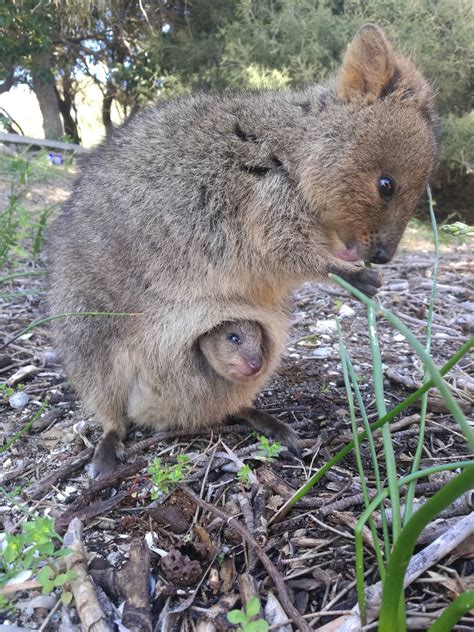 Quokka Sleeping