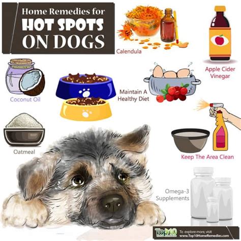 Home Remedies for Hot Spots on Dogs | Top 10 Home Remedies