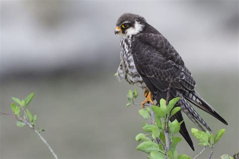 amur falcon holmen birding safaris