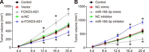 Lncrna Foxd As Knockdown And Mir P Upregulation Repress The