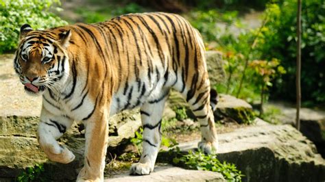 Indian Tiger Walking HD desktop wallpaper : Widescreen : High ...