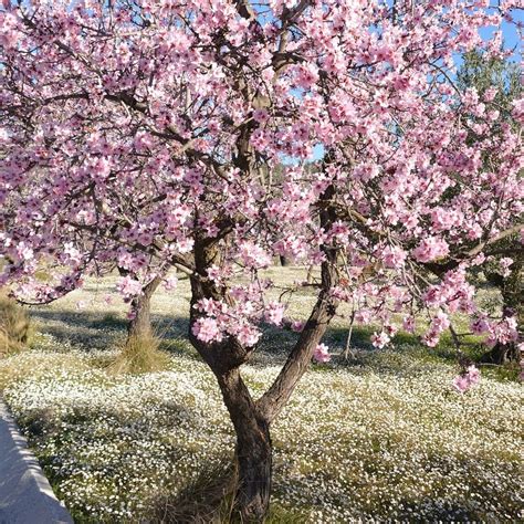 Almond Tree Prunus Dulcis Robjin 15L Pot Plant Nursery Limerick