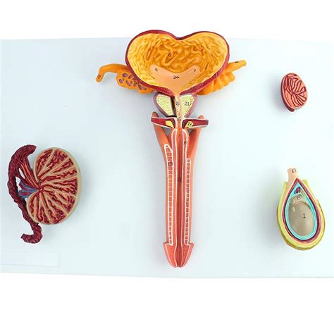 Buy Male Reproductive System Model Scientific Anatomical Human Model Anatomical Adult Male