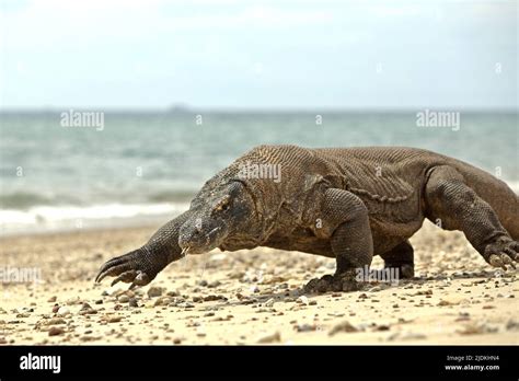 Komodo dragon characteristics hi-res stock photography and images - Alamy