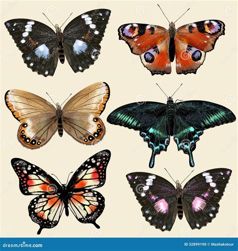 Set Of Vector Colorful Realistic Butterflies For Design Stock Vector