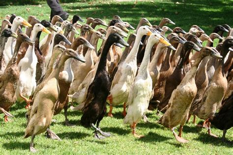 Indian Runner Ducks Birdnote