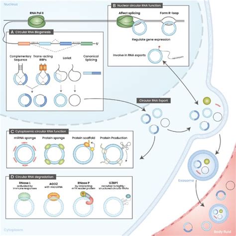 The Life Cycle Of Circular RNA A Circular RNA Biogenesis Circular