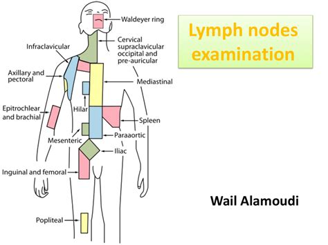 Axillary And Inguinal Lymph Nodes