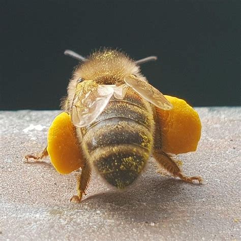 British Wasp Guide How To Identify Common Species Lifecycle And Why
