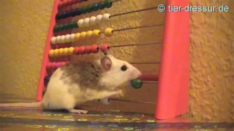 amazing mouse tricks - YouTube