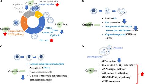 Frontiers Anticarcinogenic Potentials Of Tea Catechins