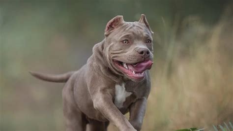 UK seeks to ban the American Bully. A killer or 'gentle & friendly