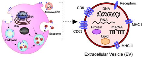 Ijms Free Full Text Emerging Role Of Extracellular Vesicles In Embryo Maternal Communication