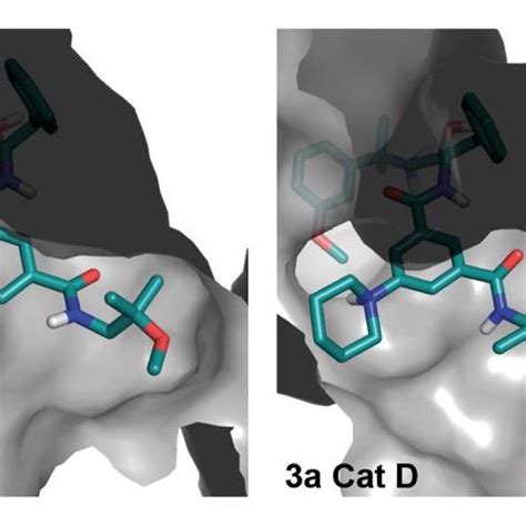 Docking Models Of Compound 3a In Complex With Plm IV And Cat D