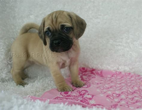 Mini Puggle Rockin R Puppies