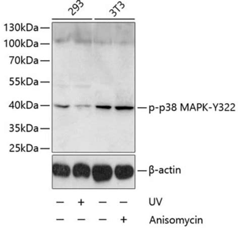 Phospho P Mapk Tyr Rabbit Anti Human Mouse Unconjugated