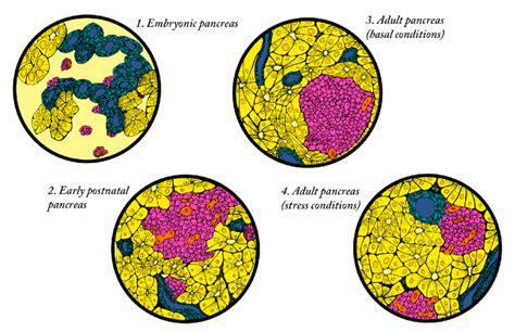 Different mechanisms of endogenous beta cell regeneration exist ...