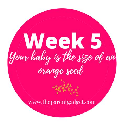 week   pregnancy symptoms    parent gadget