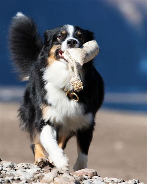 Fact or Fiction: Australian Shepherds are Born with Long Tails - Rocky