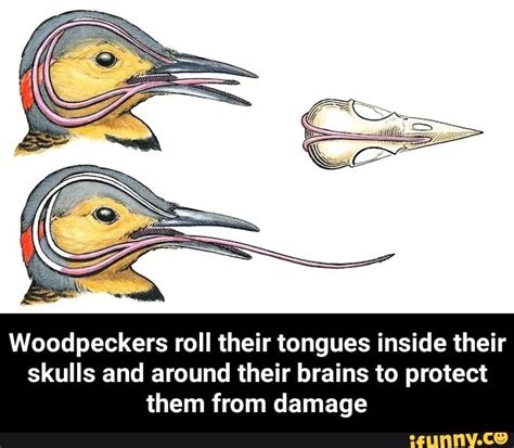 Woodpeckers roll their tongues inside their skulls and around their