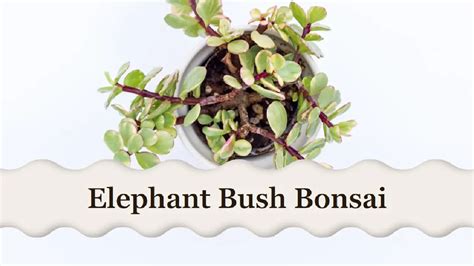 Elephant Bush Bonsai