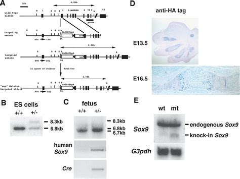 Interactions between Sox9 and β-catenin control chondrocyte differentiation