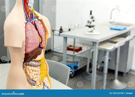 Science Laboratory With Focus On Human Body Anatomy Model Stock Photo